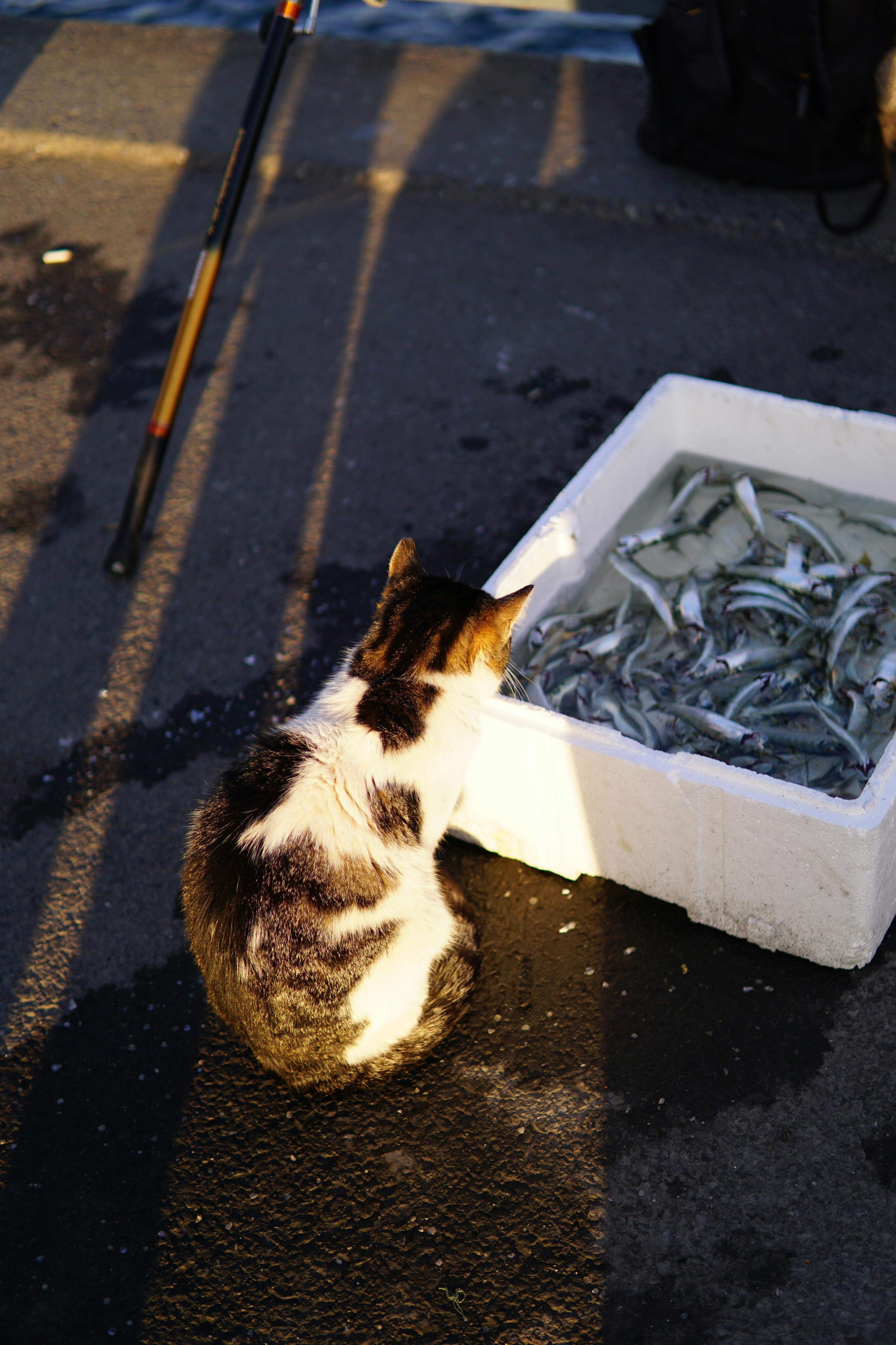 Fresh fish market Rome morning sunlight