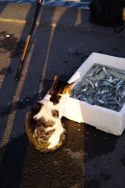 Fresh fish market Rome morning sunlight