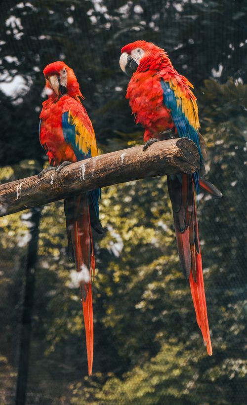 Free Two vibrant Scarlet Macaws perched on a branch outdoors, showcasing their brilliant red, blue, and yellow plumage. Stock Photo