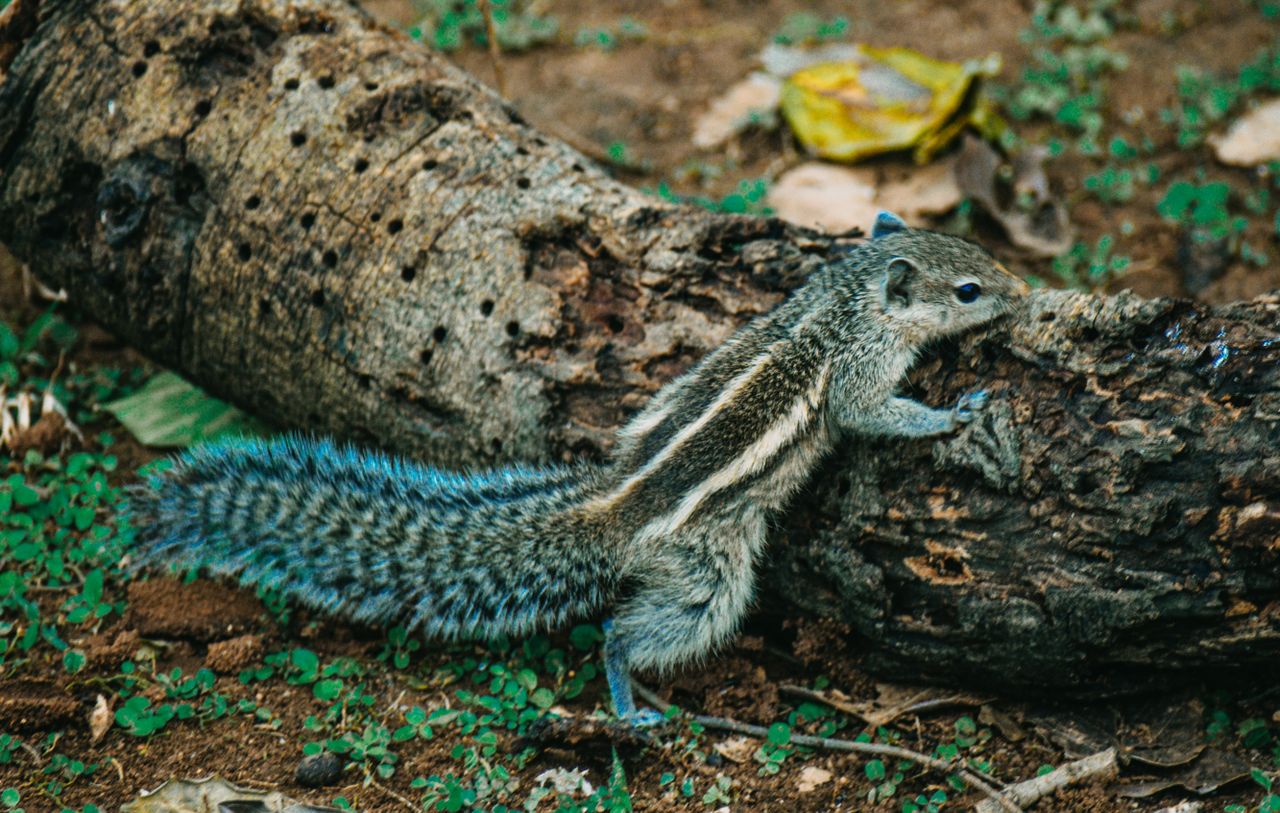 indian palm squirrel funambulus palmarum on a log in visakhapatnam ind
