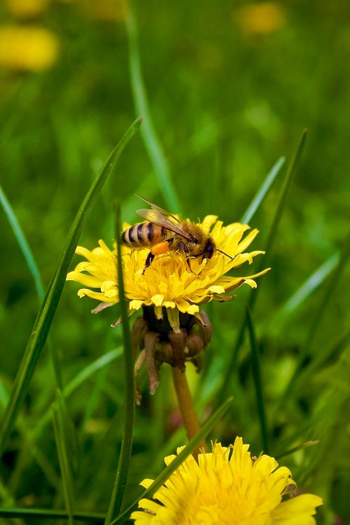 Free Close-up of a honeybee collecting pollen from a vibrant yellow dandelion in a lush garden. Stock Photo