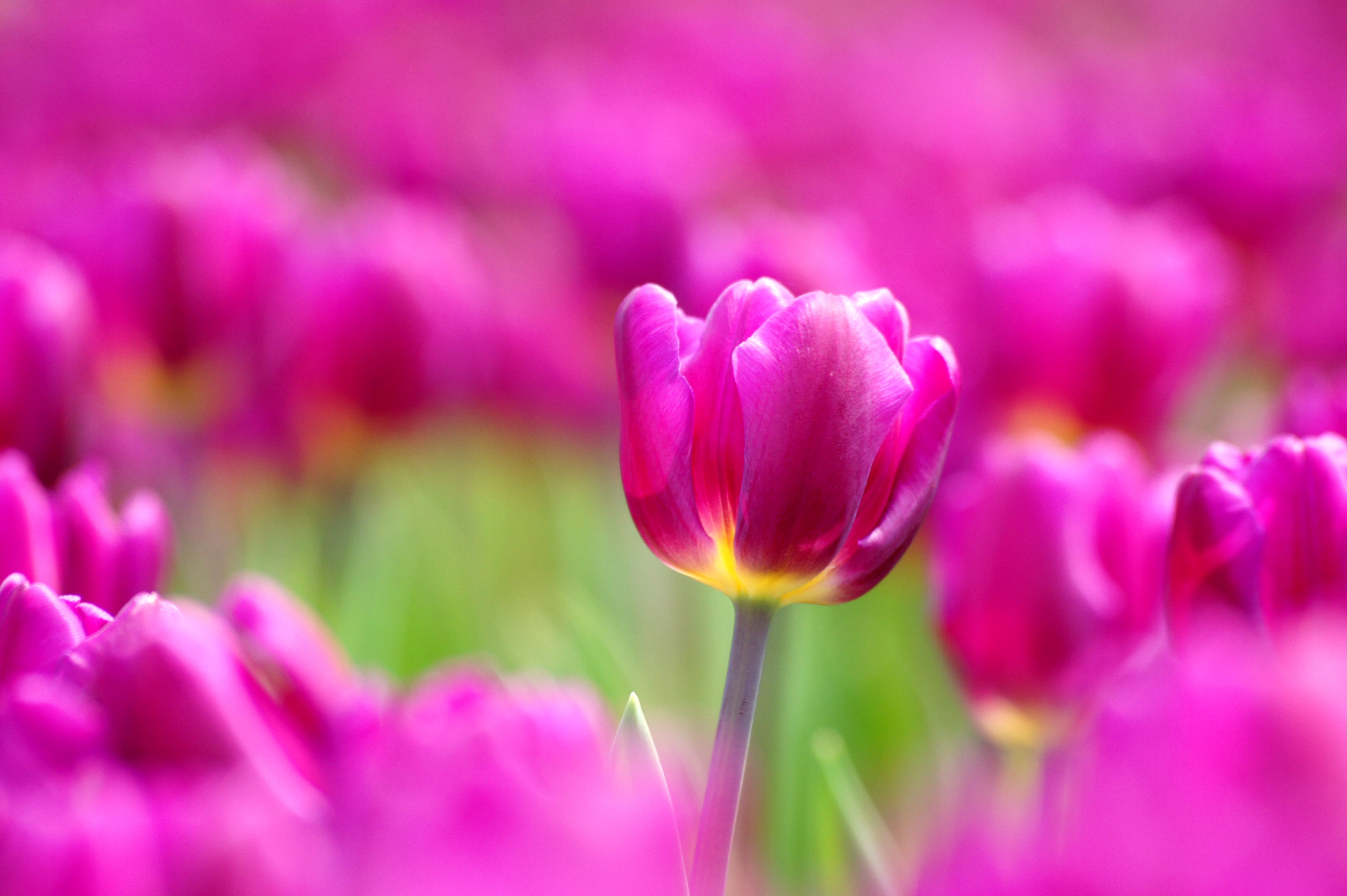 Vibrant Pink Tulips in Blooming Garden · Free Stock Photo