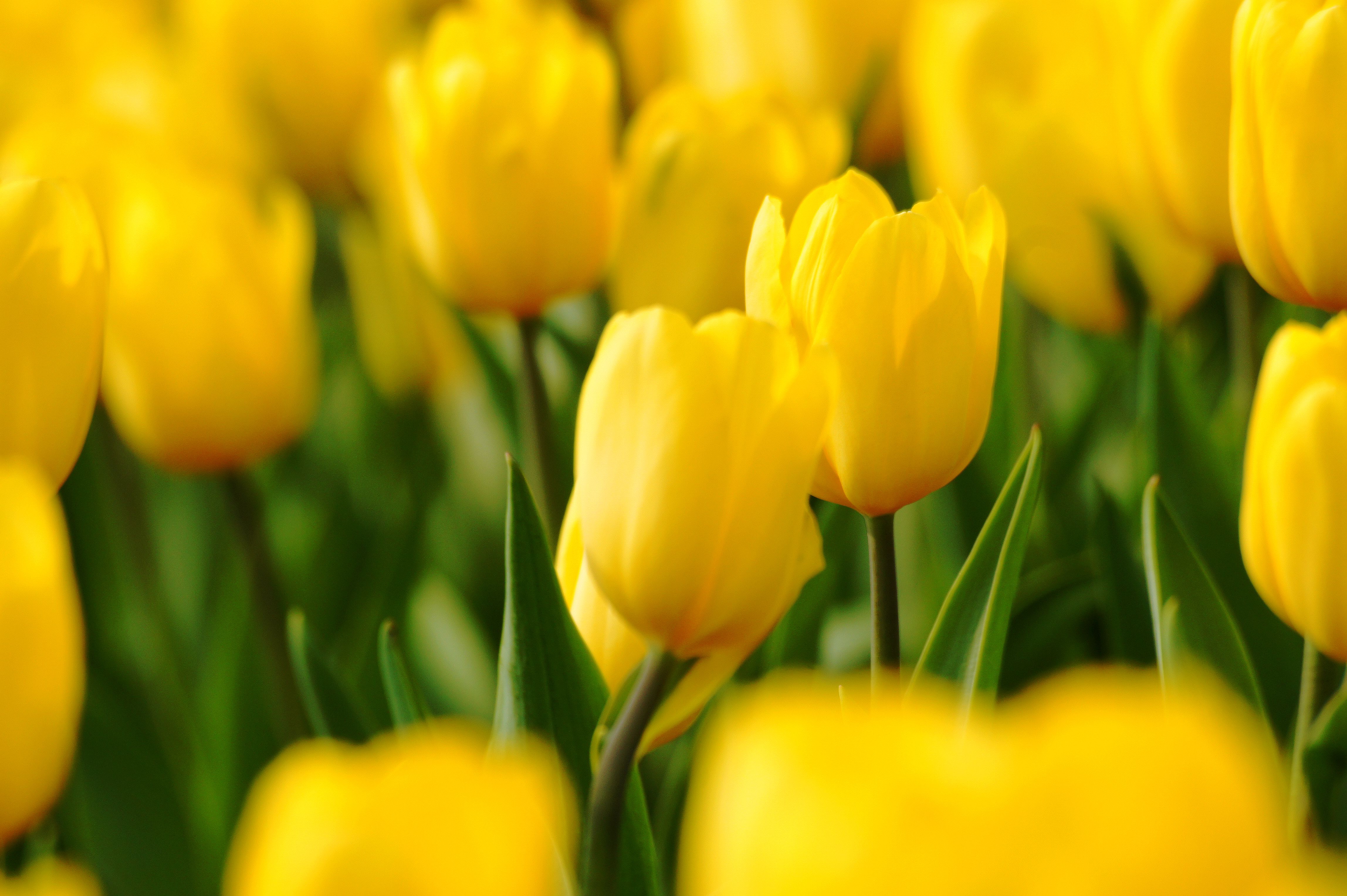 Vibrant Yellow Tulip Garden in Bloom · Free Stock Photo
