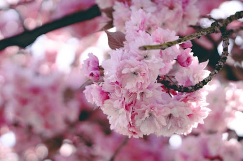 Free stock photo of bud, cherry blossom, detail