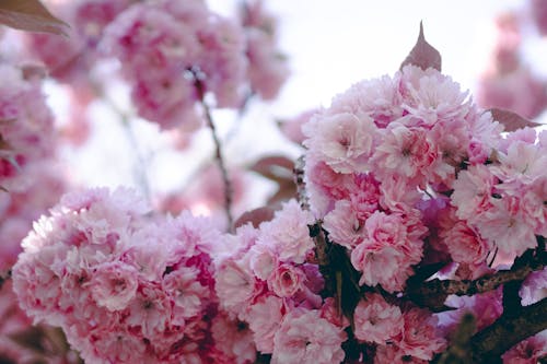 Foto profissional grátis de detalhe, flor bonita, flor cor-de-rosa