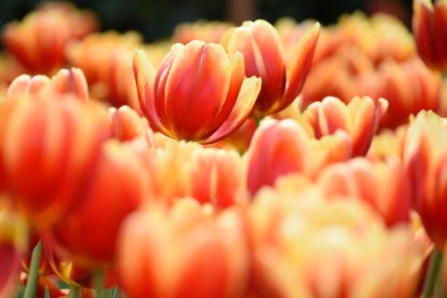 Free Close-up of a vibrant orange tulip blooming in a lush garden, symbolizing the arrival of spring. Stock Photo