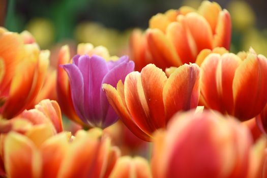Close-up of vibrant orange and purple tulips blooming in a flower garden.