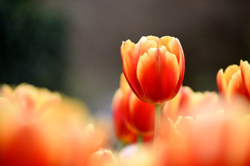 Free A close-up of a vibrant orange tulip in a garden, showcasing spring bloom. Stock Photo
