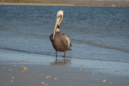 Free A brown pelican on the sandy shores of Florida, basking under the bright sun by the ocean. Stock Photo