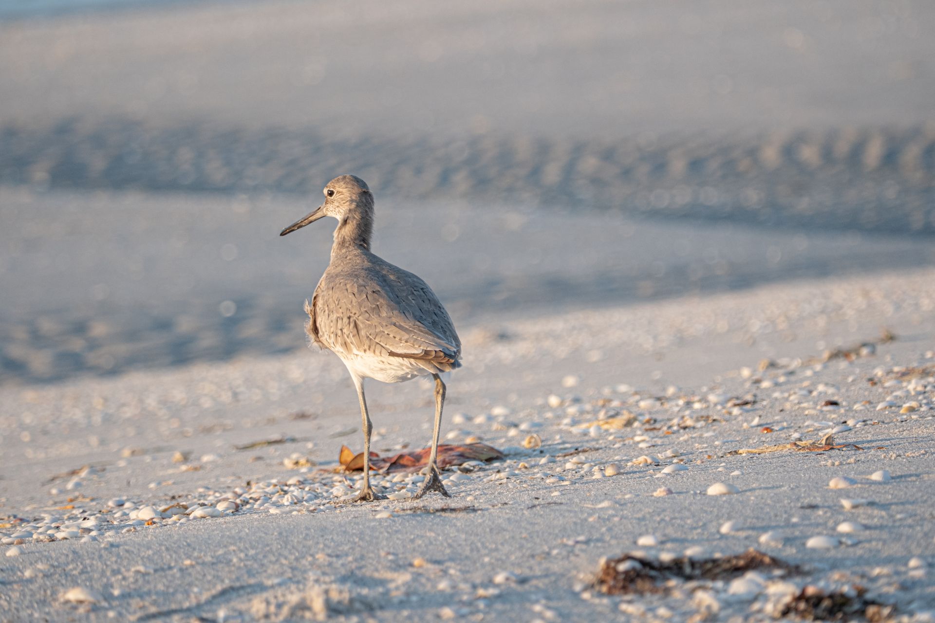 Close-up of a willet bird on a sandy Florida beach at sunrise, showcasing natural beauty.