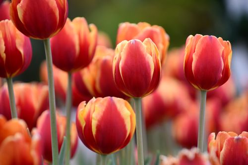 Free A close-up view of vivid red and yellow tulips in full bloom during springtime. Stock Photo
