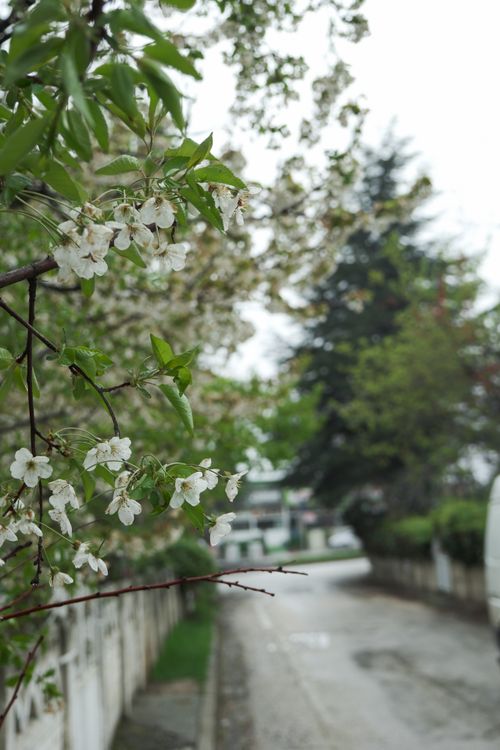 Spring Path White Flowers Serene Spring Path Lined with Blossoming Trees · Free Stock Photo