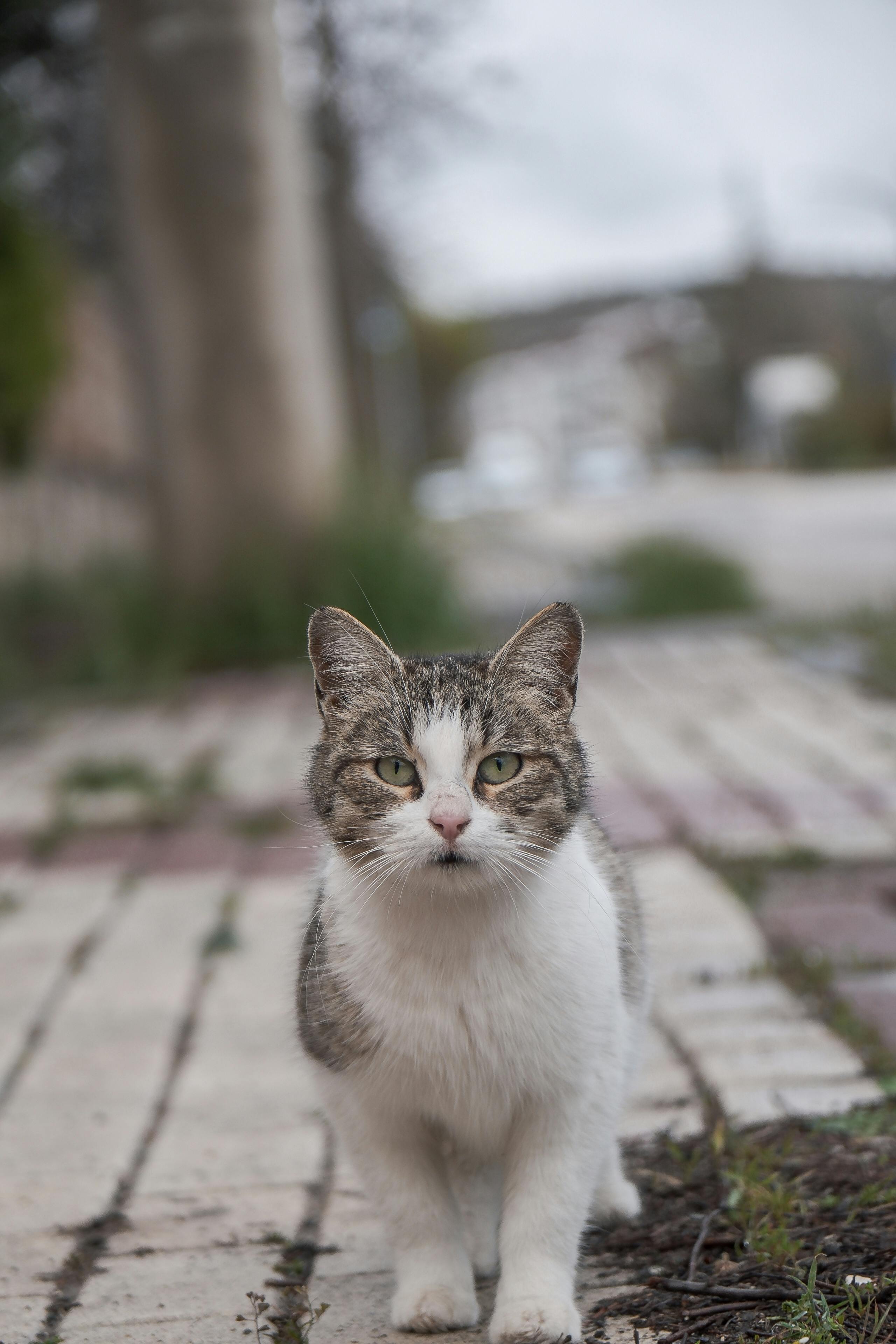 Free A focused portrait of a curious street cat on a cobblestone pathway outdoors. Stock Photo