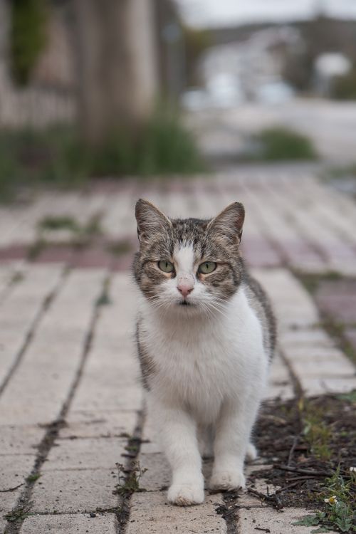 Free Adorable stray cat strolling on a brick path outdoors during daytime. Stock Photo