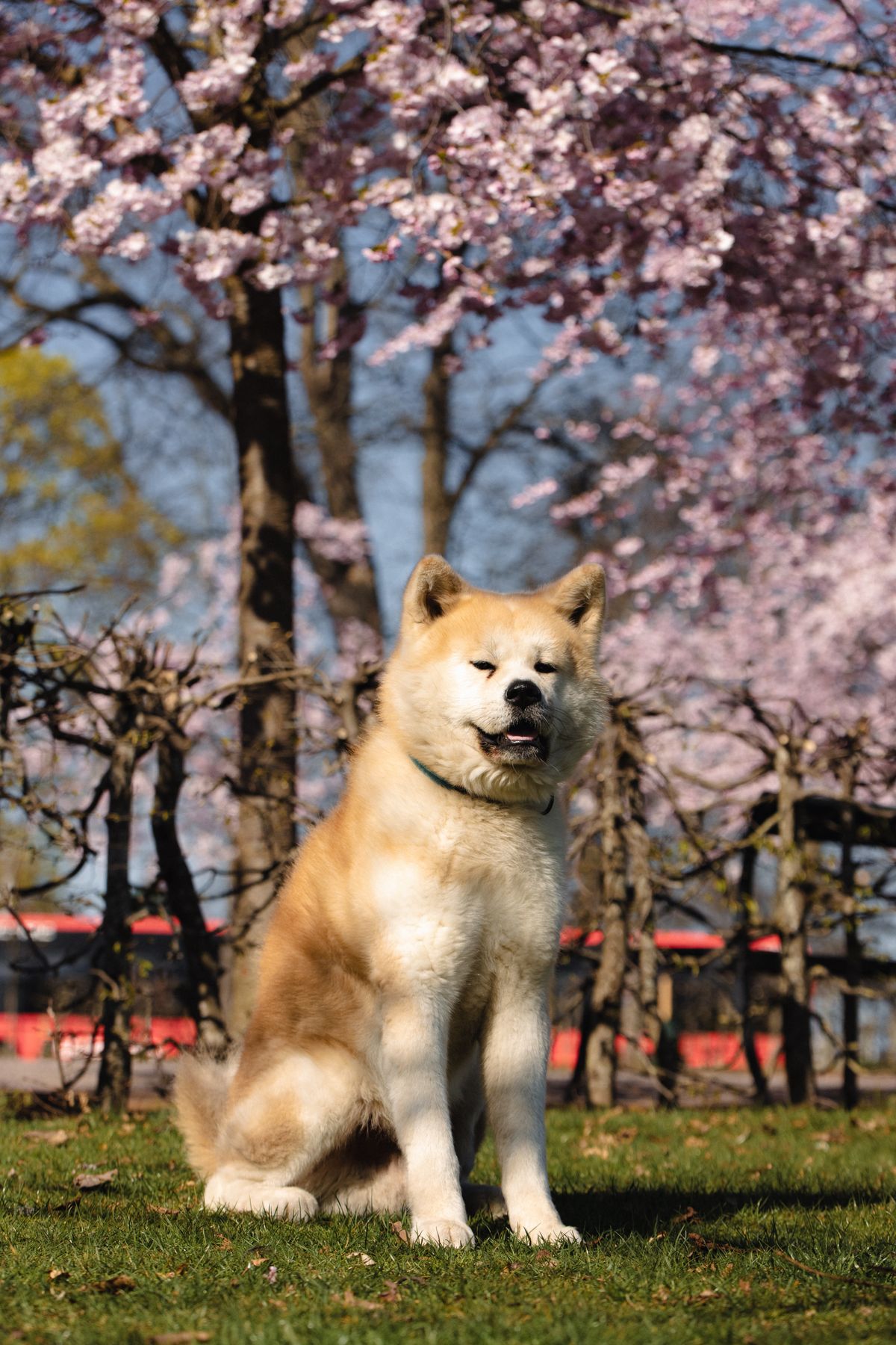 桜の木の下に座る秋田犬