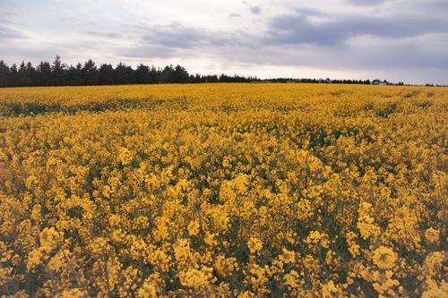 Free Expansive canola field with vibrant yellow blossoms beneath a cloudy sky. Perfect nature scene. Stock Photo