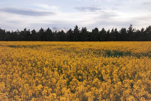 Free Expansive canola field with vibrant yellow blooms against a backdrop of trees and a serene sky. Stock Photo