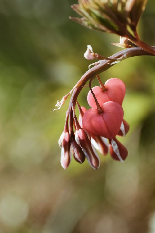 Free Macro shot of a beautiful bleeding heart flower with blurred green background. Stock Photo