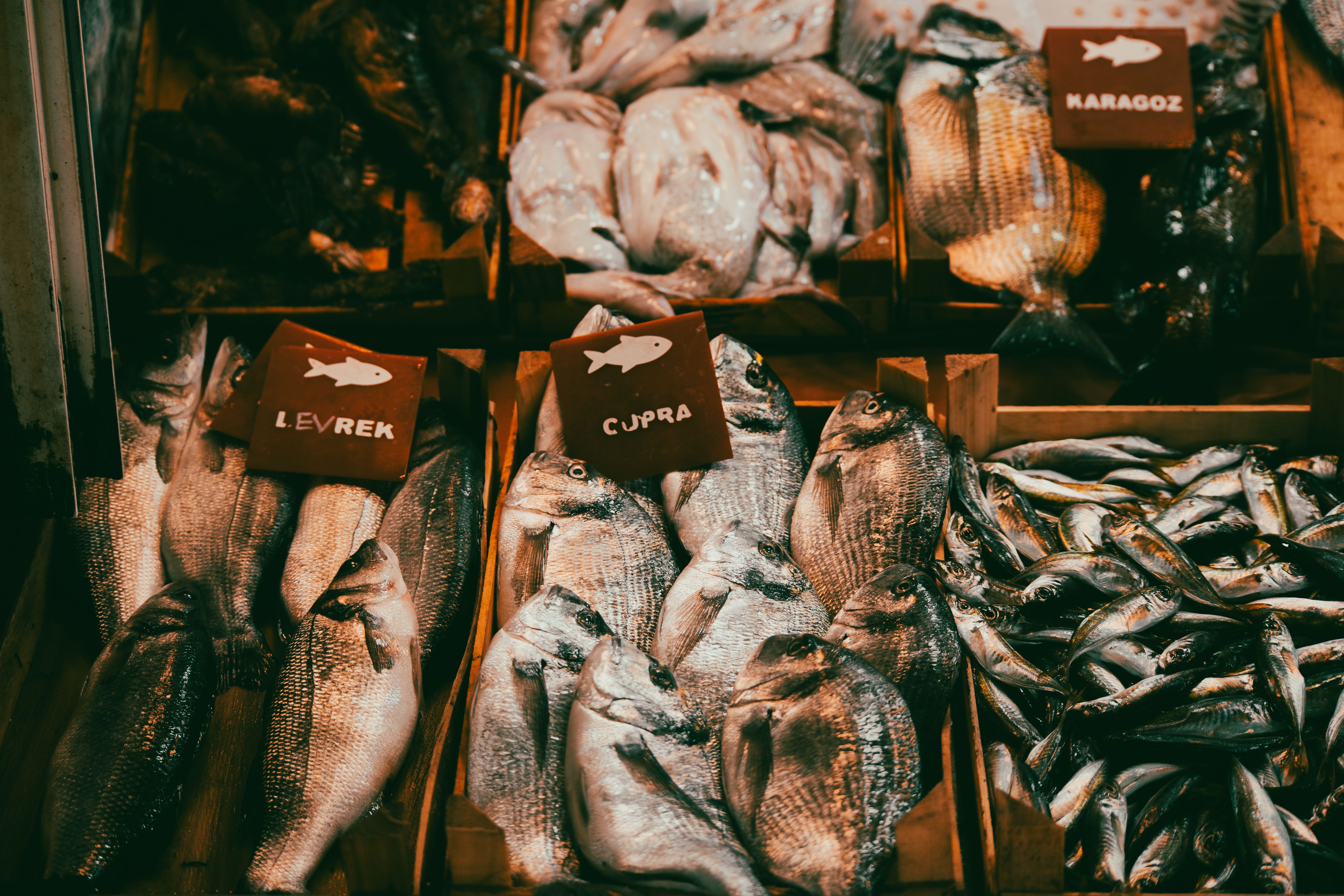 Colorful Display of Fresh Fish at Market Stall · Free Stock Photo