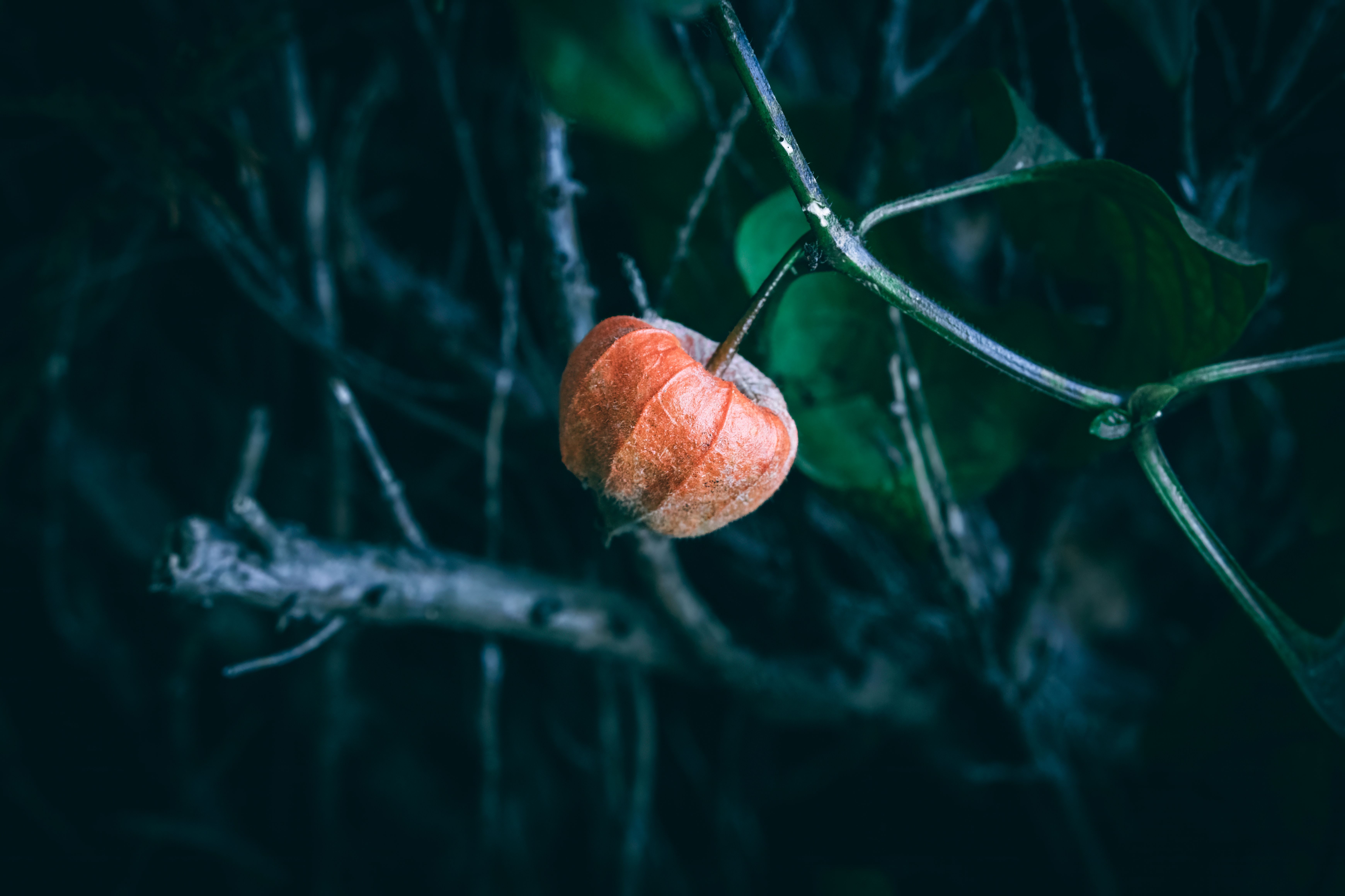 Close-up of a vibrant orange Chinese Lantern plant in a dark forest setting, highlighting its unique texture and color.