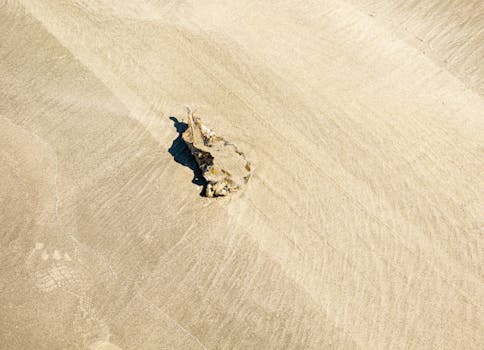 A minimalist shot capturing a lone seashell on golden sand at Praia Grande, Brazil.
