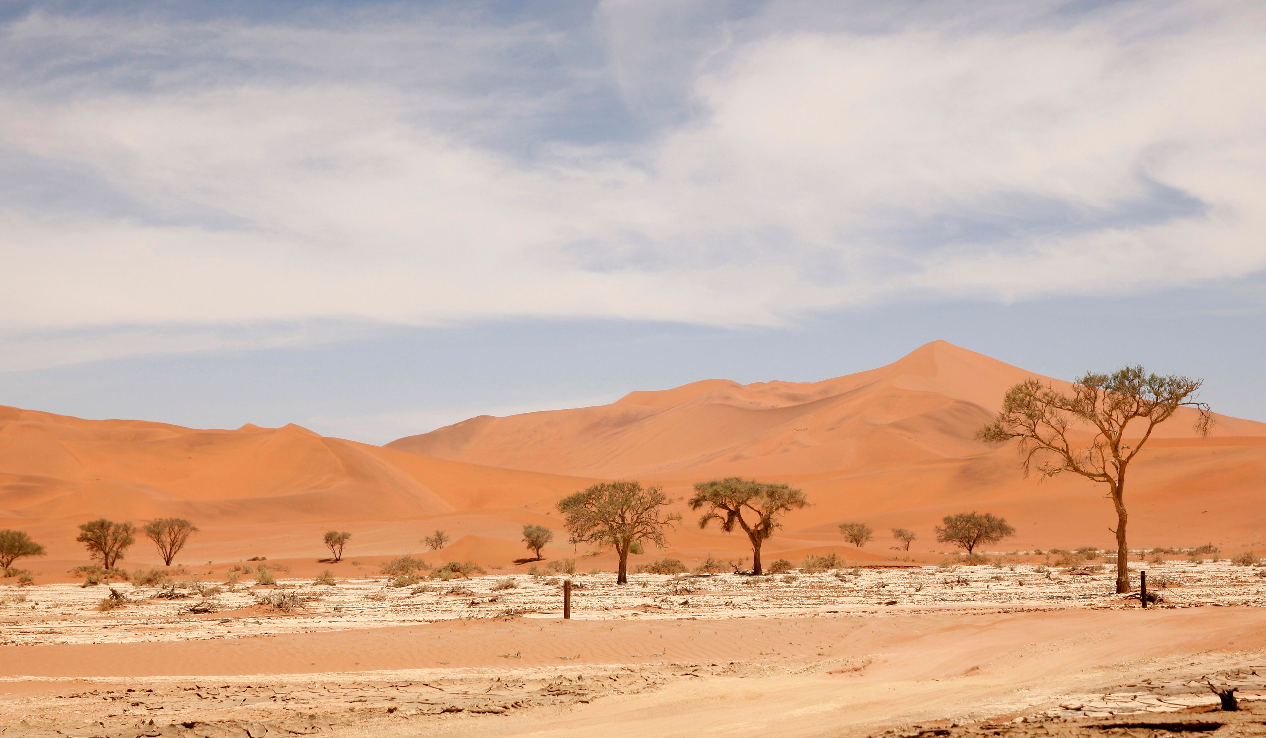 Vast Desert Landscape with Isolated Trees · Free Stock Photo