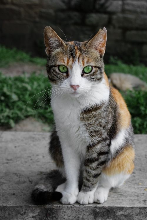Free Portrait of a calico cat with vibrant green eyes sitting on a stone surface outdoors. Stock Photo