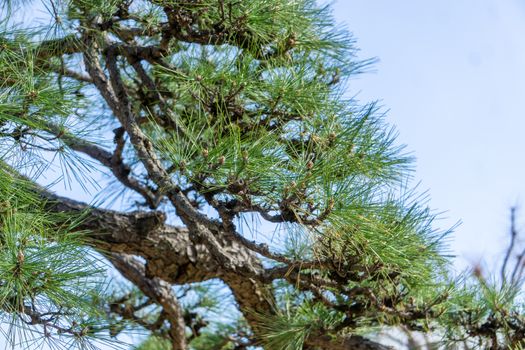 松树（裸子植物）与开花结果的苹果树（被子植物）对比图
