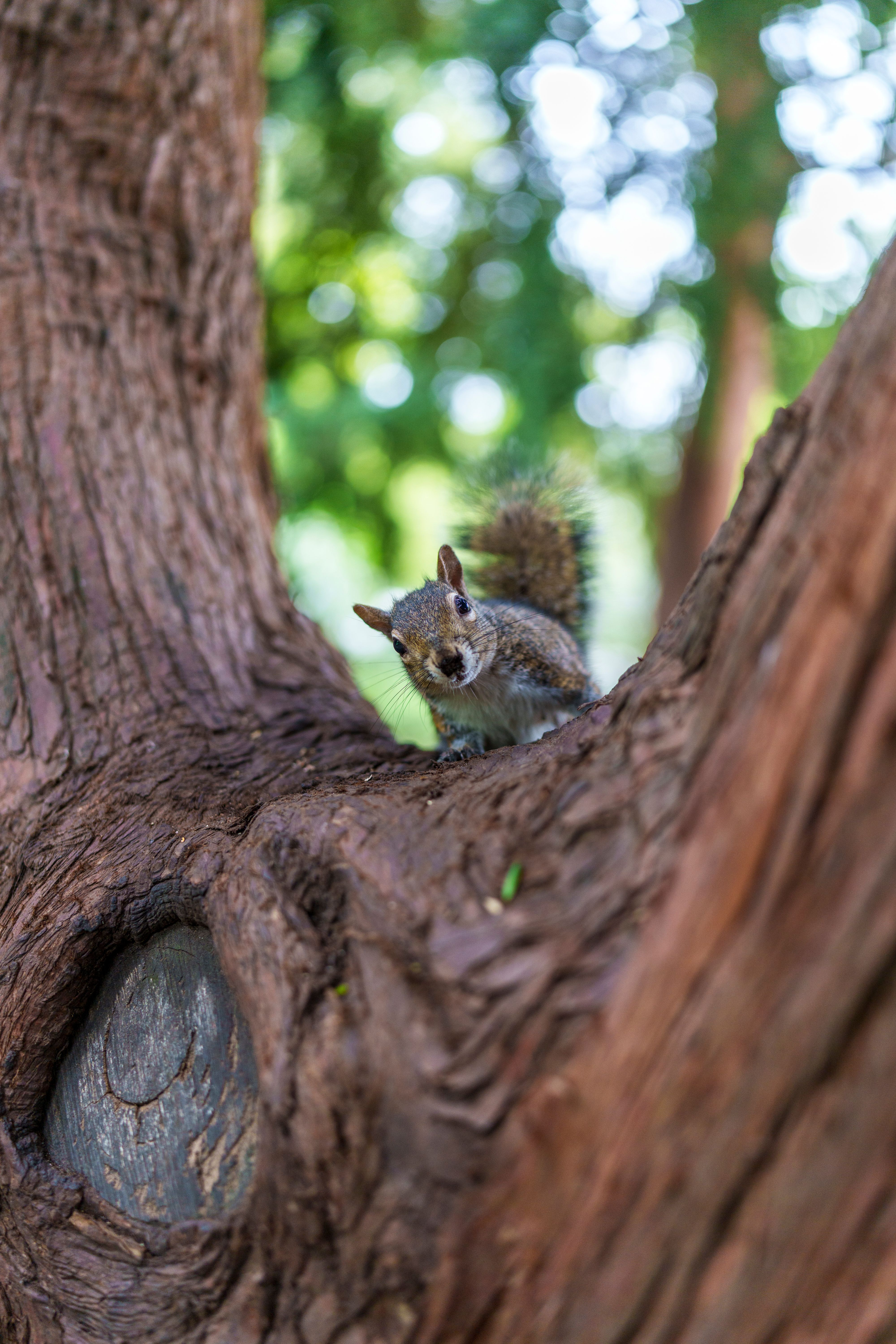 Curious Squirrel on Tree in Natural Habitat · Free Stock Photo