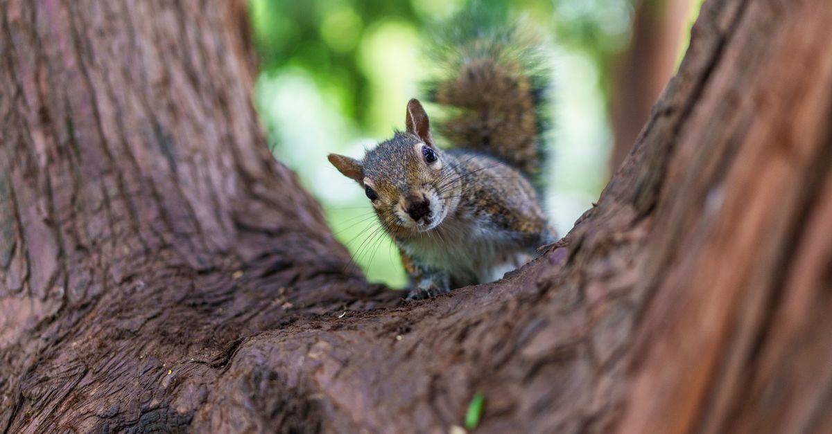 Squirrel In The Tree Curious Squirrel on Tree in Natural Habitat · Free Stock Photo