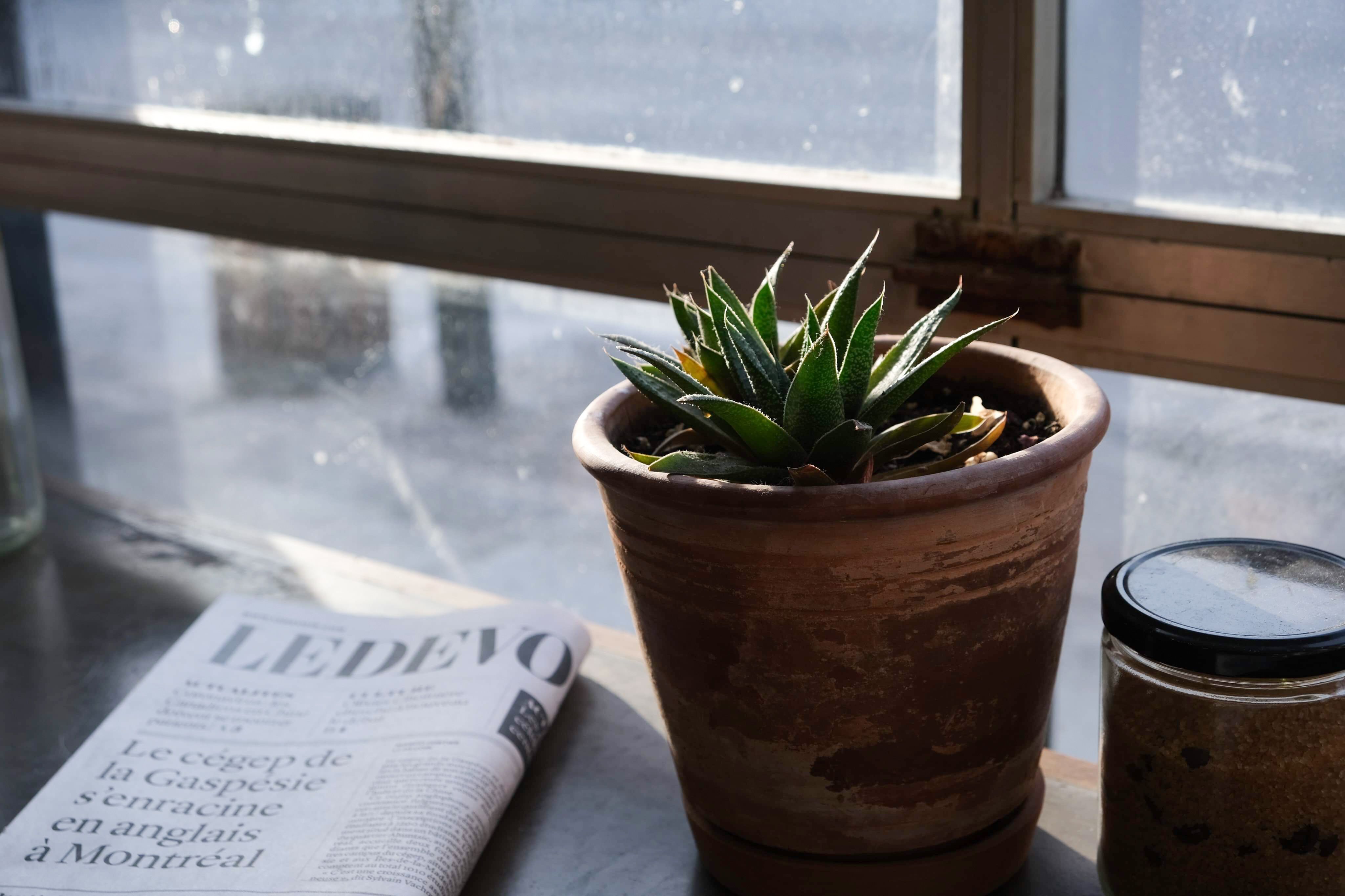 Le geste oublié qui réveille vos plantes d'intérieur
