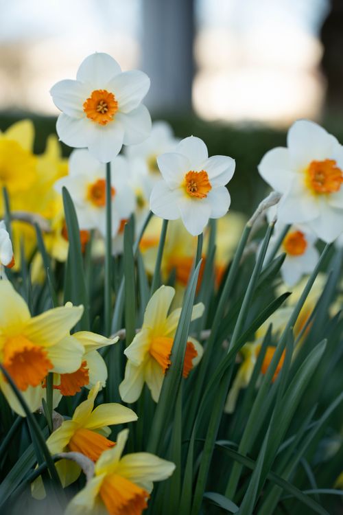 Free Bright daffodils with white and yellow petals capturing the essence of spring outdoors. Stock Photo