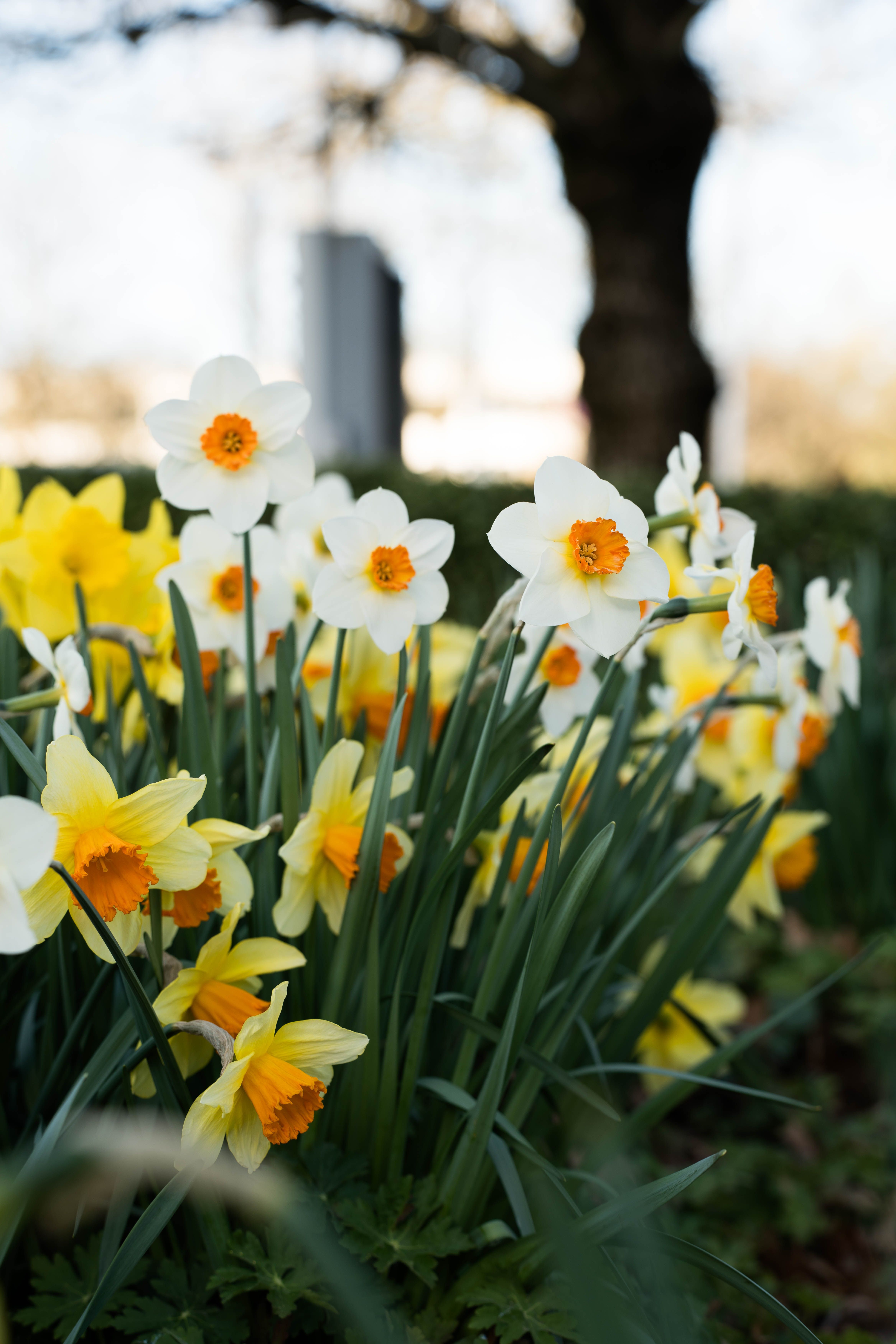 [ColoSach]-close-up-of-blooming-daffodils-in-a-garden-setting,-capturing-spring's-vibrant-beauty.