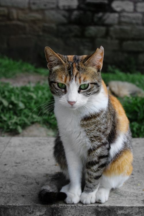 Free A beautiful calico cat sitting on a stone surface with a lush green background. Stock Photo