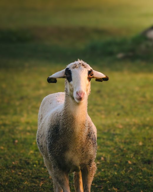 A sheep grazes peacefully on a sunny day in Istanbul, Turkey, capturing the essence of rural tranquility.