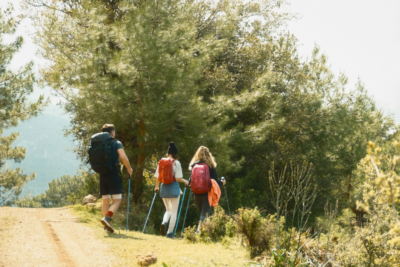 Petit groupe en marche sous les cèdres, plateau en arrière-plan
