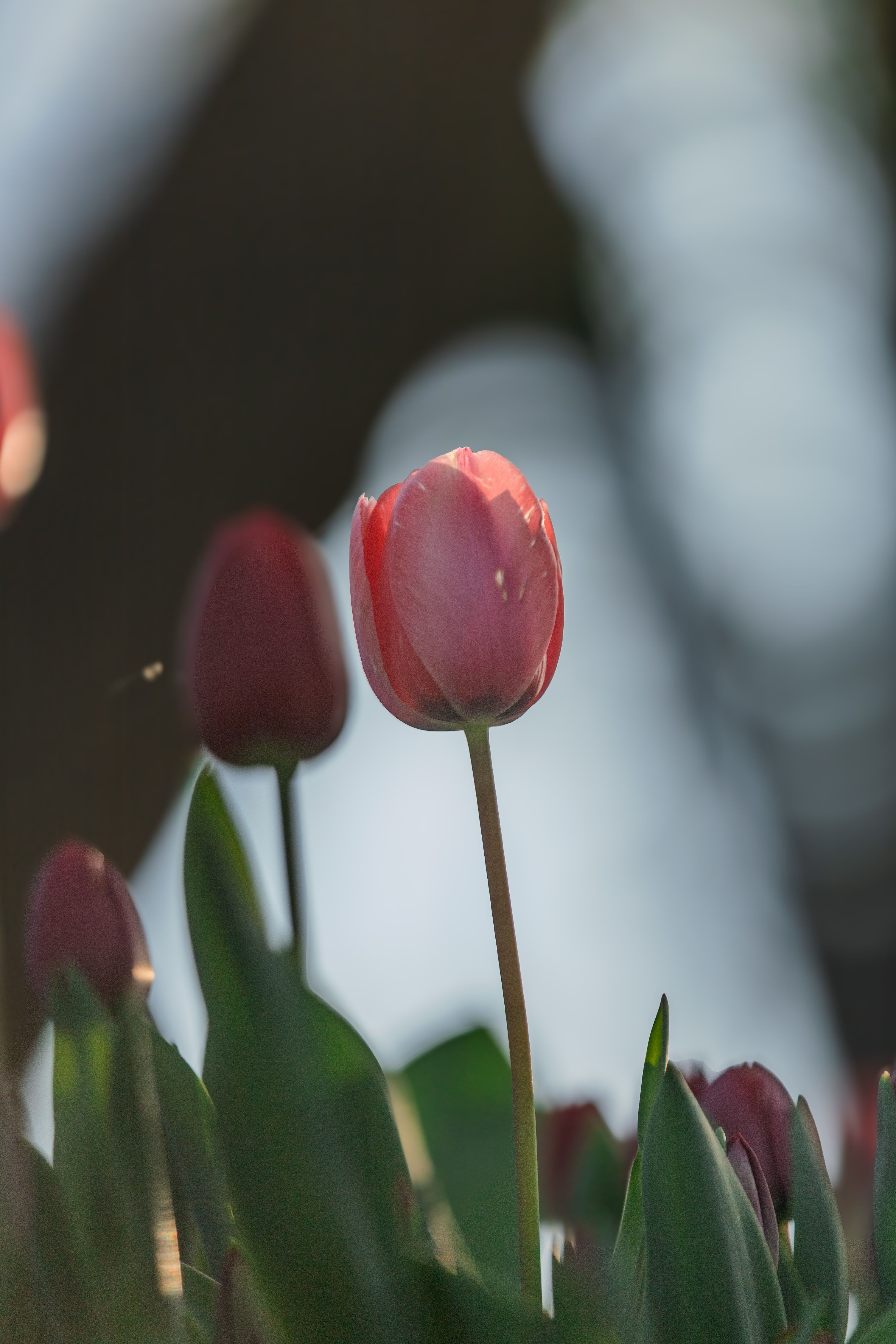 Bright Pink Tulip Bloom in Natural Light · Free Stock Photo