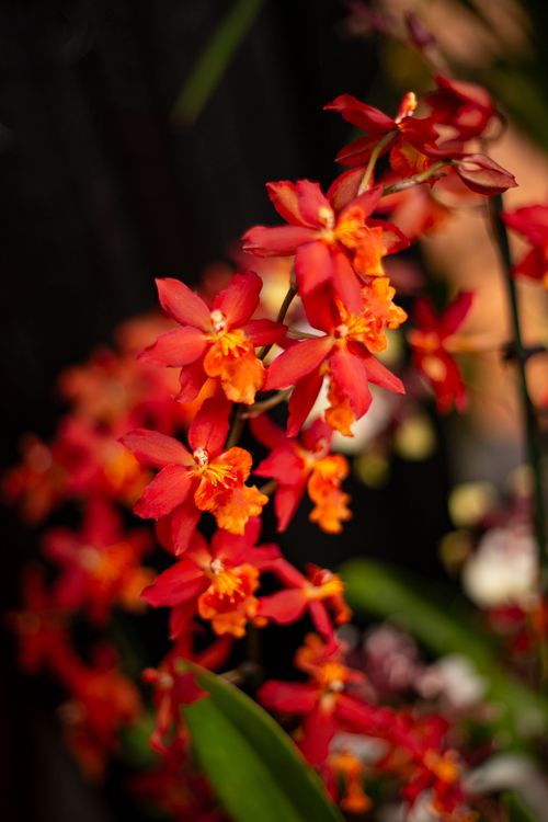 Free Bright red orchid flowers blooming in natural light. Stock Photo