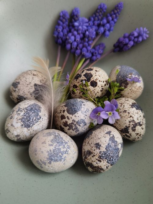 Free Close-up of speckled eggs with lavender and a feather on a soft green background. Stock Photo