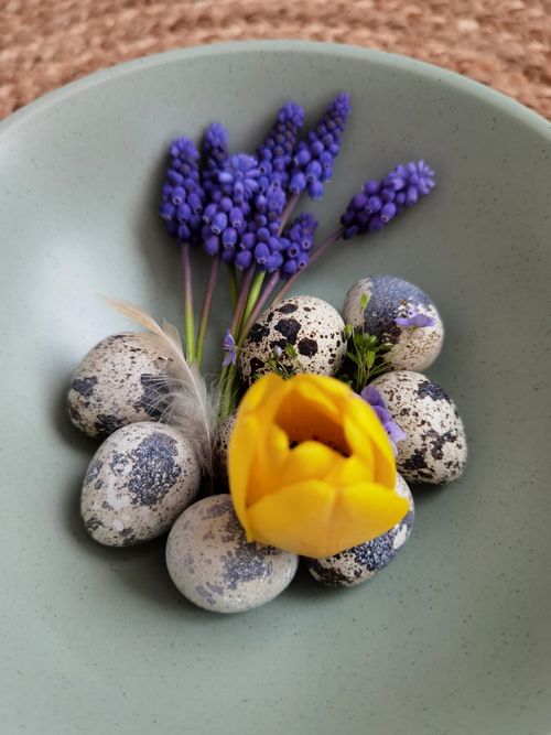 Free Charming spring arrangement of quail eggs, purple grape hyacinths, and a yellow tulip in a green bowl. Stock Photo