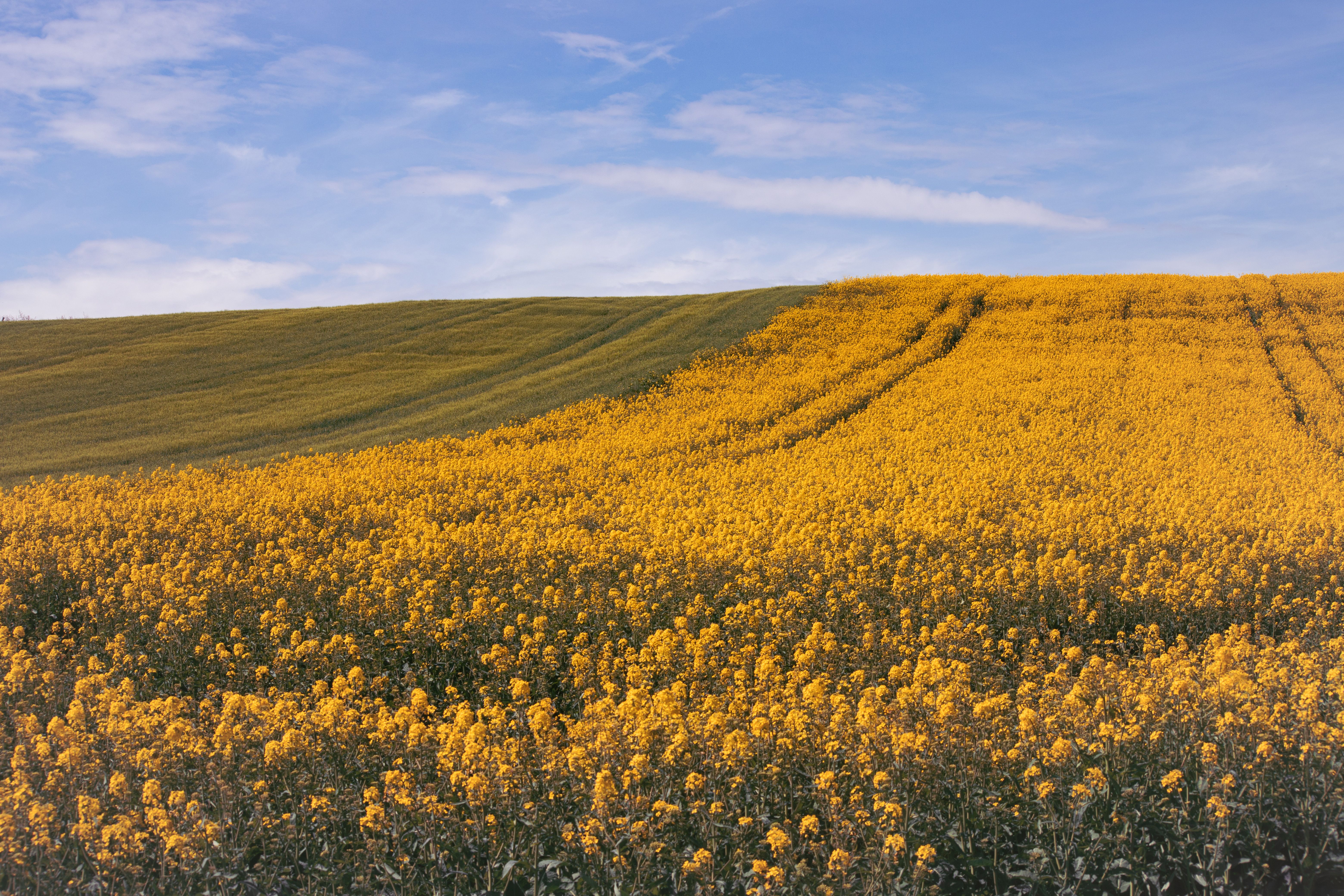 Vibrant Canola Field in Full Bloom · Free Stock Photo
