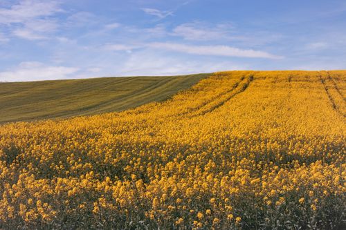 Free A lush, vibrant canola field in springtime under a clear blue sky. Stock Photo