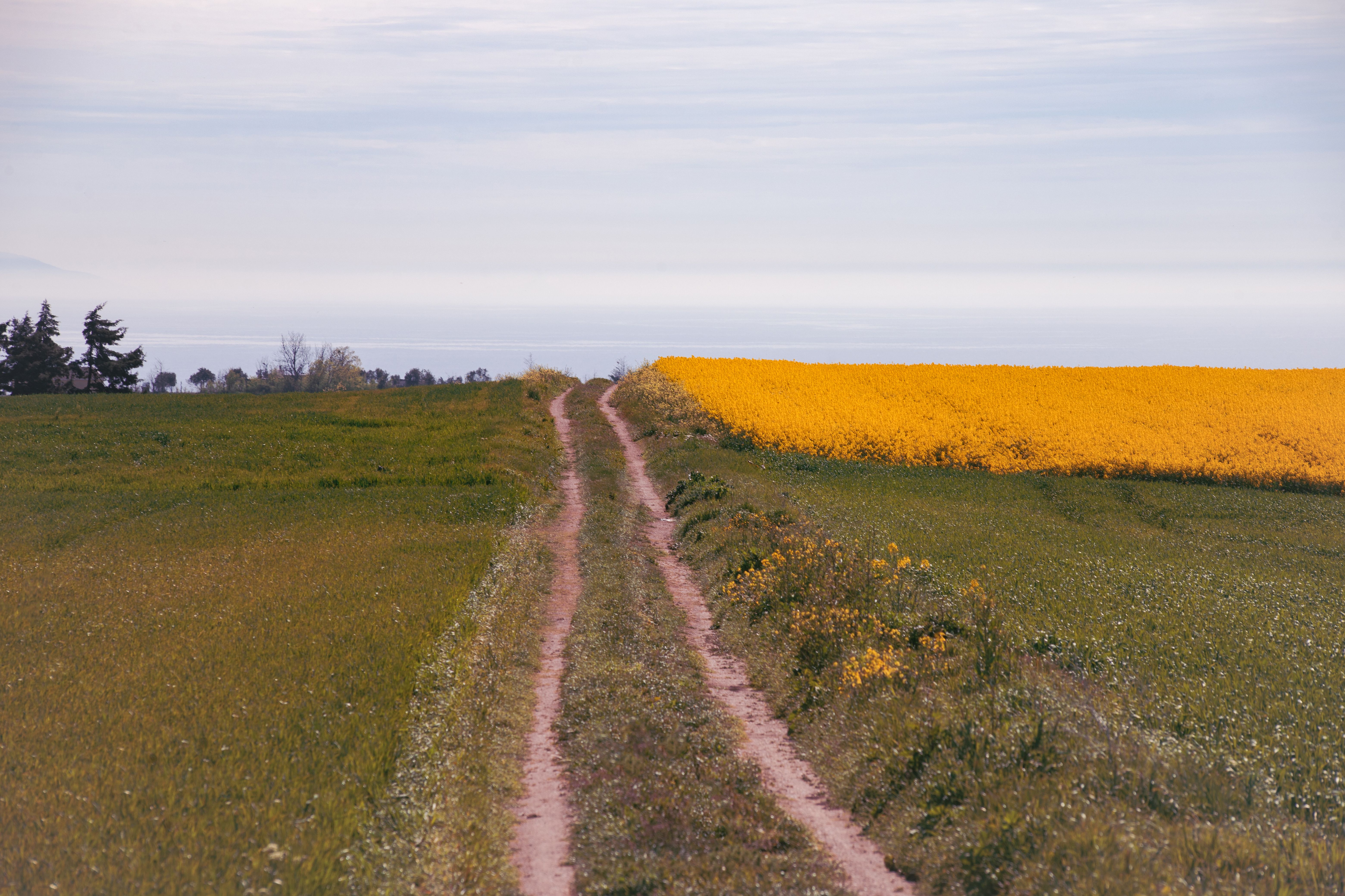 Scenic Rural Path Through Vibrant Canola Fields · Free Stock Photo