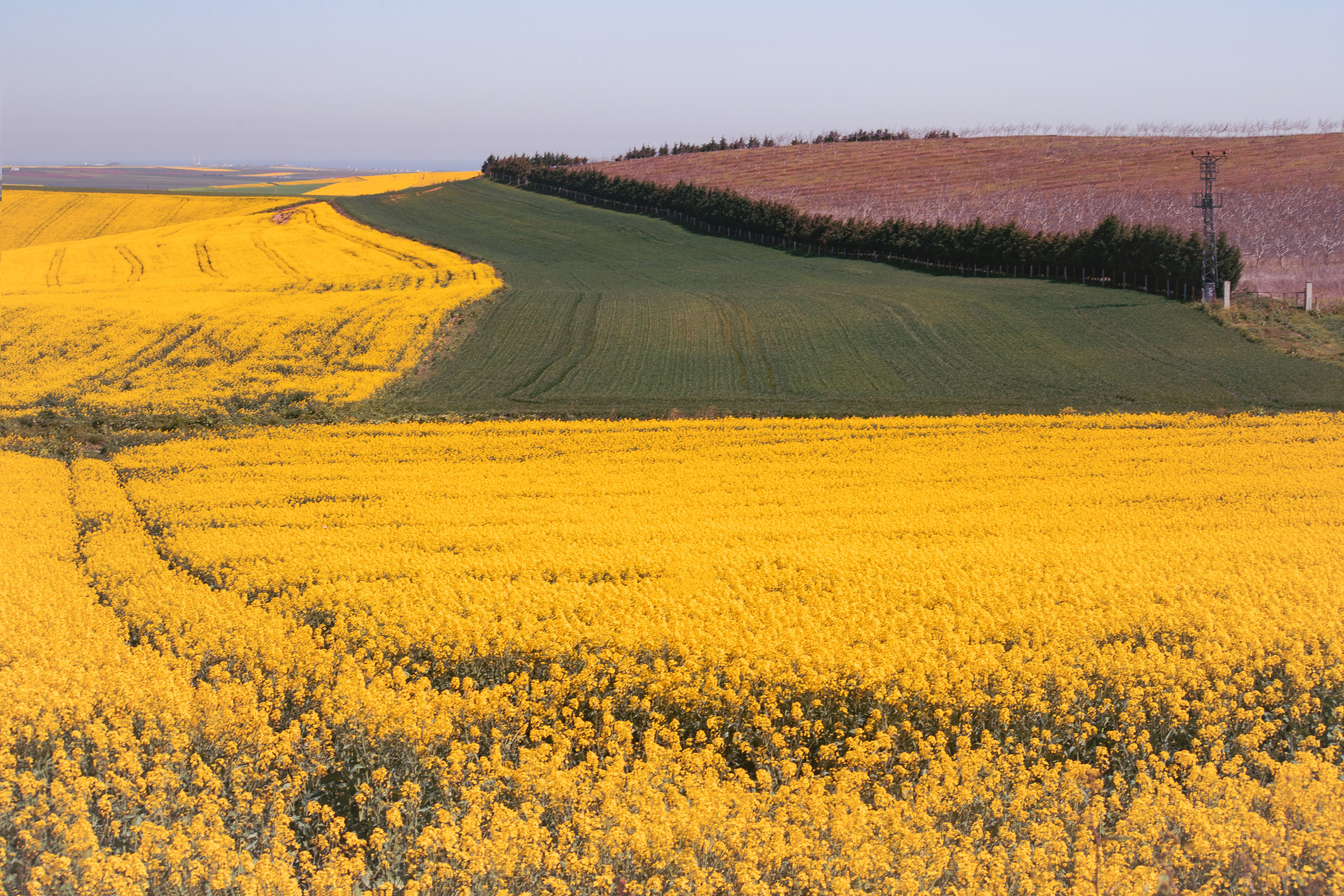 Vibrant Yellow Canola Fields in Springtime · Free Stock Photo