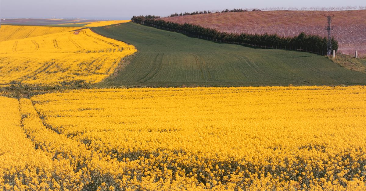 Yellow Rows Vibrant Yellow Canola Fields in Springtime · Free Stock Photo