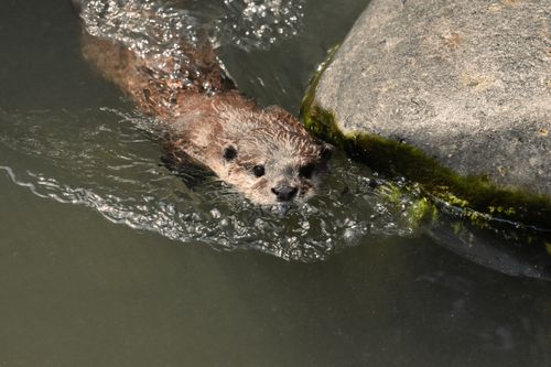 Free A cute otter swims near a mossy rock in a serene water setting. Stock Photo