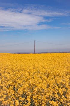 Expansive yellow canola field under a sunny, clear blue sky with scattered clouds.