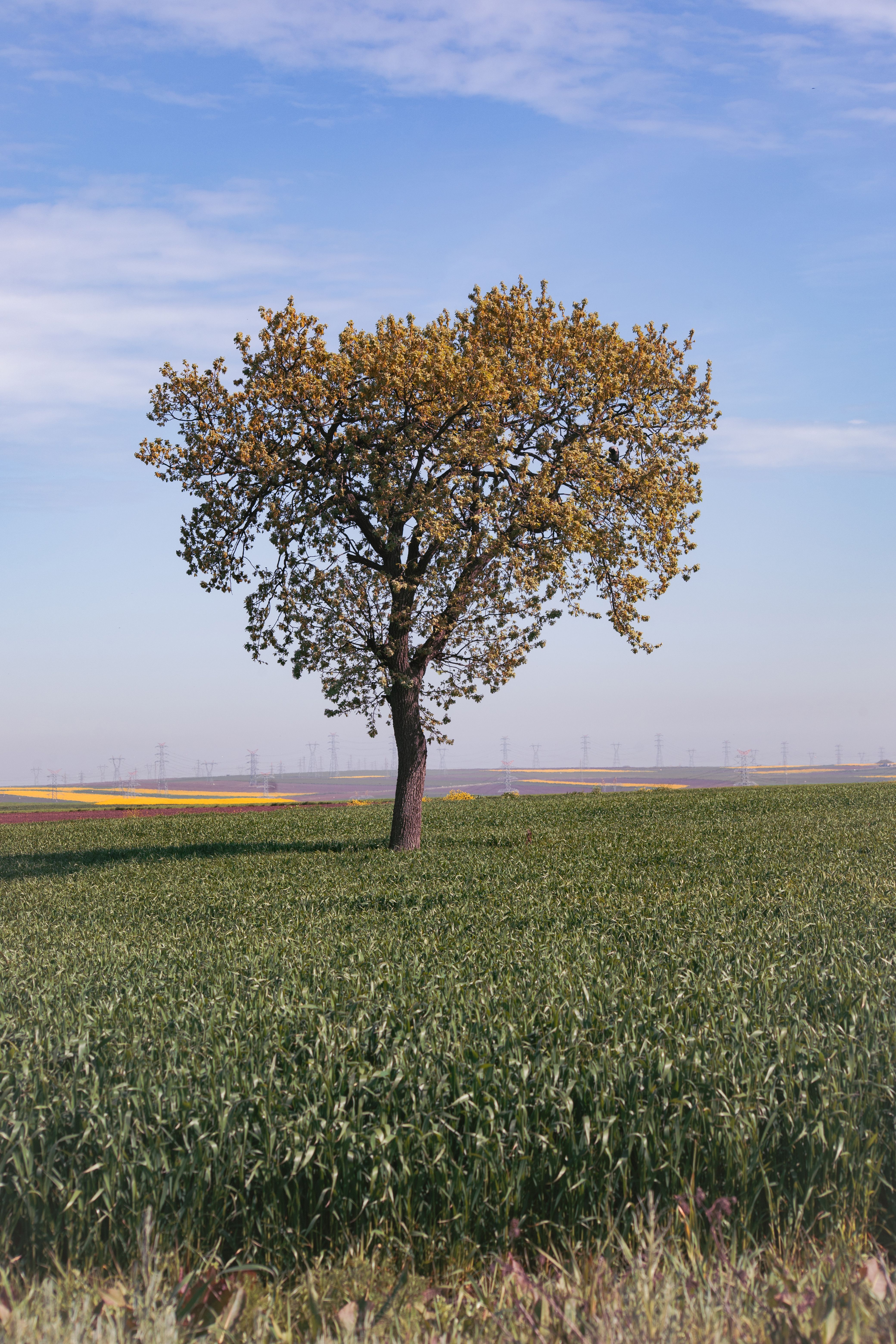Solitary Tree in Lush Green Field Under Blue Sky · Free Stock Photo