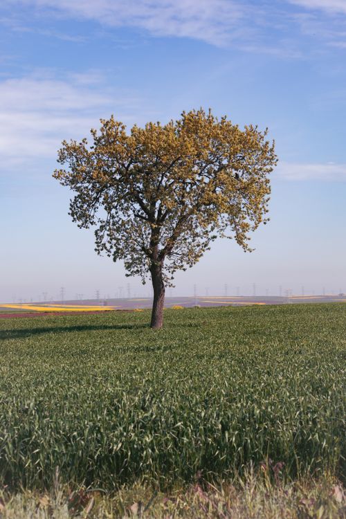 Majestic Lone Tree in Tranquil Meadow Landscape · Free Stock Photo