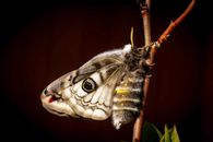 Detailed close-up of a Luna moth emerging from its chrysalis on a branch.